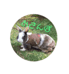 犬ときどきうさぎ（個別スタンプ：21）