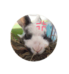 犬ときどきうさぎ（個別スタンプ：22）