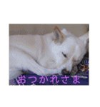 犬ときどきうさぎ（個別スタンプ：24）