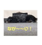 らイオン（個別スタンプ：5）