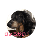 らイオン（個別スタンプ：6）