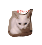癒しの白ネコ（個別スタンプ：4）
