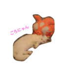癒しの白ネコ（個別スタンプ：7）