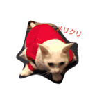 癒しの白ネコ（個別スタンプ：11）