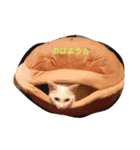 癒しの白ネコ（個別スタンプ：13）