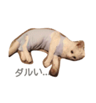 癒しの白ネコ（個別スタンプ：14）