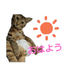こまたろうは天使スタンプ（個別スタンプ：1）