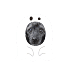 愛犬ロディのスタンプ！（個別スタンプ：6）