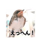 Japanese wild-bird（個別スタンプ：2）