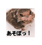 Japanese wild-bird（個別スタンプ：4）