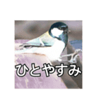Japanese wild-bird（個別スタンプ：6）