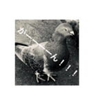 Japanese wild-bird（個別スタンプ：7）