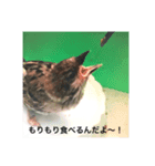 Japanese wild-bird（個別スタンプ：8）