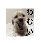 きなこ君（個別スタンプ：3）