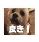 きなこ君（個別スタンプ：4）