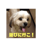 きなこ君（個別スタンプ：8）