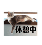 hiyo.stamp.jp2（個別スタンプ：8）
