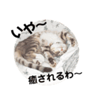 hiyo.stamp.jp2（個別スタンプ：12）