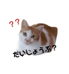 うちのゆかいな仲間たち（個別スタンプ：3）