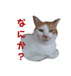 うちのゆかいな仲間たち（個別スタンプ：5）