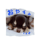 うちのゆかいな仲間たち（個別スタンプ：16）