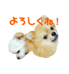 なかよしまりがろ3（個別スタンプ：5）