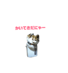 猫のキリコのスタンプです（個別スタンプ：1）