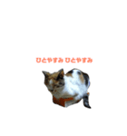 猫のキリコのスタンプです（個別スタンプ：2）