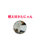 猫のキリコのスタンプです（個別スタンプ：5）