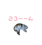 猫のキリコのスタンプです（個別スタンプ：8）