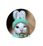 うちのねこだけど（個別スタンプ：1）