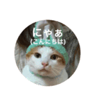 うちのねこだけど（個別スタンプ：2）