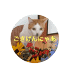 うちのねこだけど（個別スタンプ：3）