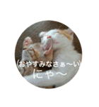 うちのねこだけど（個別スタンプ：4）