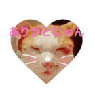 うちのねこだけど（個別スタンプ：5）