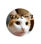 うちのねこだけど（個別スタンプ：6）