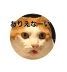 うちのねこだけど（個別スタンプ：7）