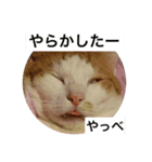 うちのねこだけど（個別スタンプ：8）