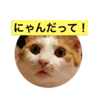 うちのねこだけど（個別スタンプ：9）