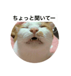 うちのねこだけど（個別スタンプ：10）