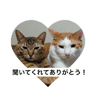 うちのねこだけど（個別スタンプ：11）