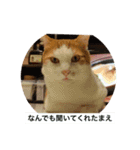うちのねこだけど（個別スタンプ：12）