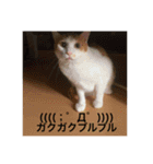 うちのねこだけど（個別スタンプ：13）