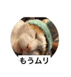 うちのねこだけど（個別スタンプ：14）