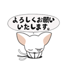 シンプルなシロネコA（個別スタンプ：5）