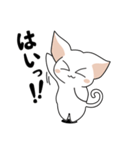 シンプルなシロネコA（個別スタンプ：16）