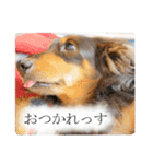 愛犬ラッシュ君のきもち ～写真スタンプ～（個別スタンプ：1）