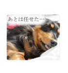 愛犬ラッシュ君のきもち ～写真スタンプ～（個別スタンプ：2）