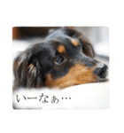 愛犬ラッシュ君のきもち ～写真スタンプ～（個別スタンプ：3）