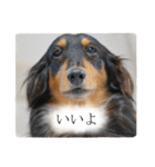 愛犬ラッシュ君のきもち ～写真スタンプ～（個別スタンプ：4）
